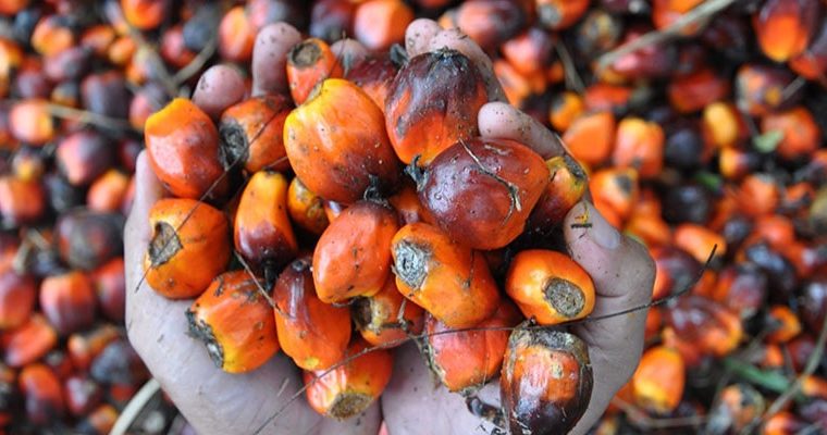 Las 4 razones por las que no consumir aceite de palma