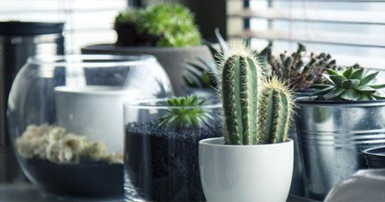 Cómo cuidar las plantas de interior
