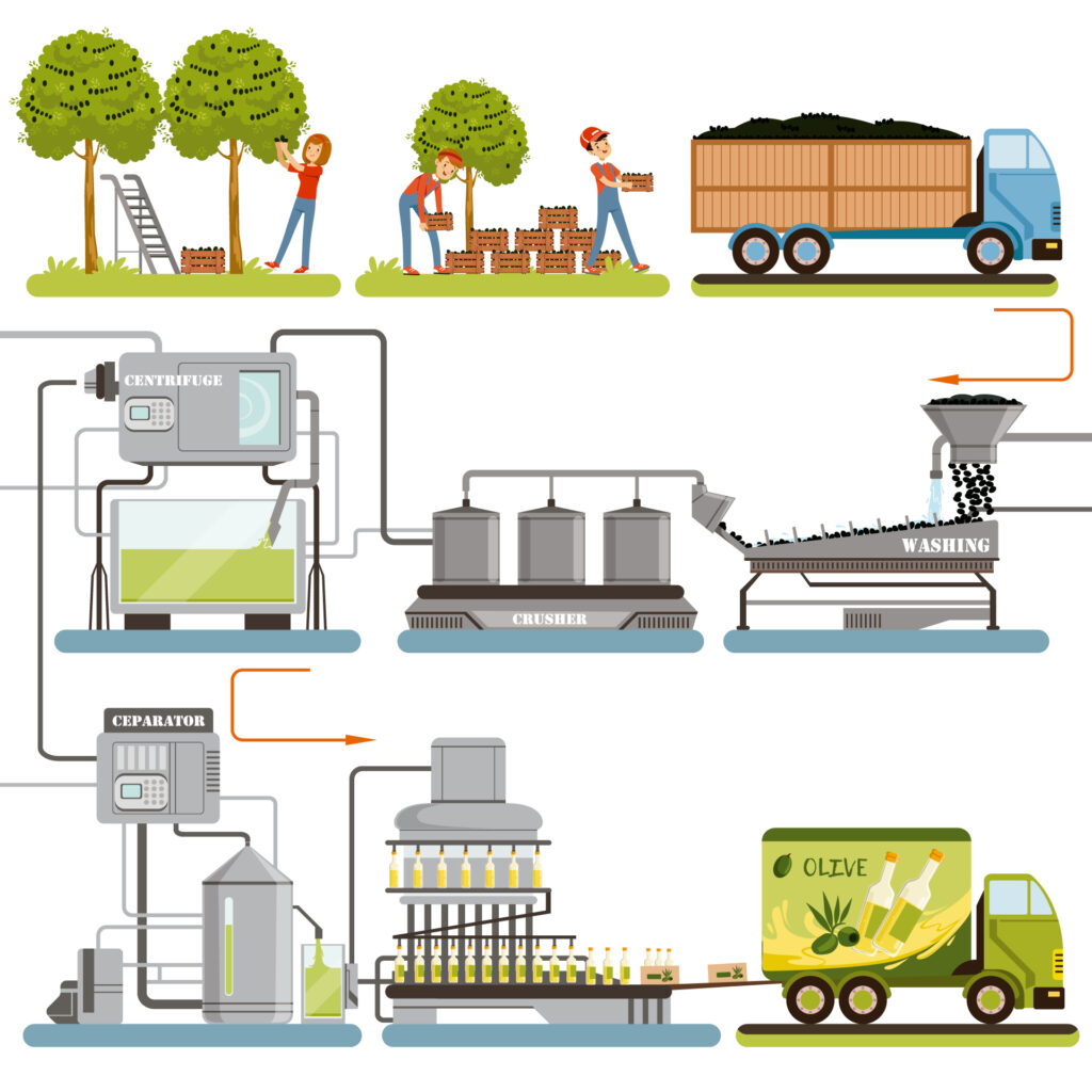 Proceso de elaboración del aceite de oliva