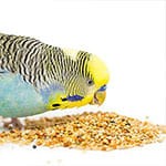 Comida para pájaros