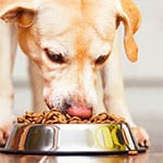 Comida para perros